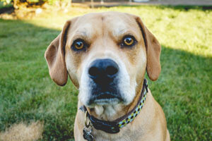 Pitbull Beagle Mix