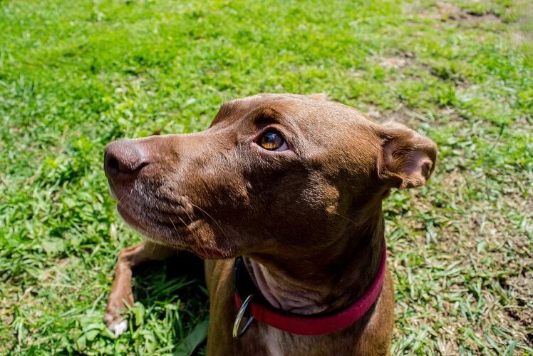 Pitbull Dachshund Mix Close