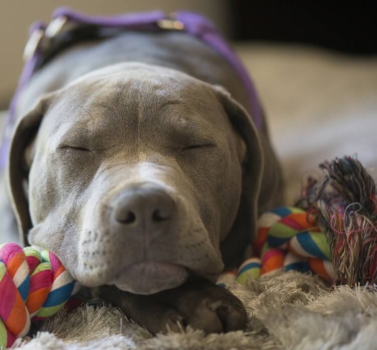 Blue Nose Pitbull Breed Profile Price Temperament And More All Things Dogs