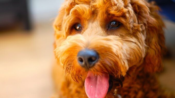 calmest poodle mix