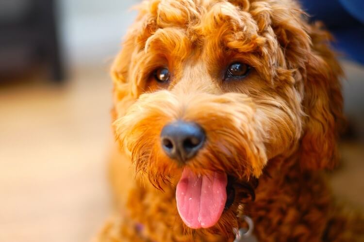 best poodle mix breeds