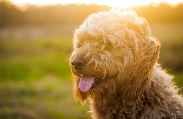 Poodle Mix Puppy