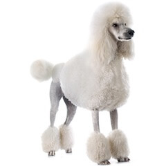 Poodle