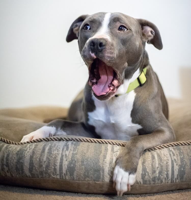 blue nose pitbull purebred