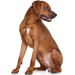 Rhodesian Ridgeback