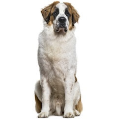 Saint Bernard