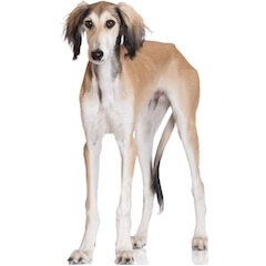 Saluki