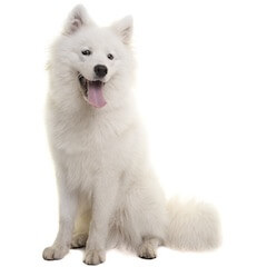 Samoyed