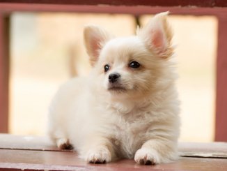 Shih Tzu Chihuahua Mix 5 Must Read Facts Cover