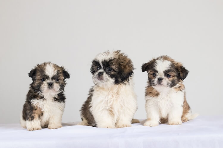 Shih Tzu Chihuahua Mixes