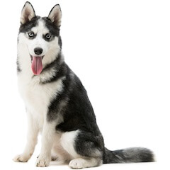 Siberian Husky