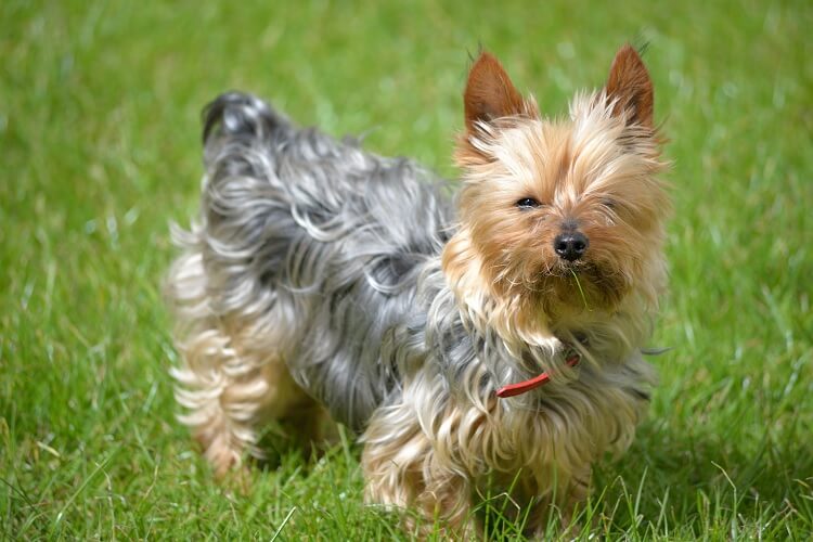 what is considered a toy yorkie