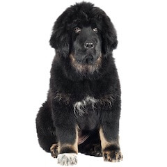 Tibetan Mastiff