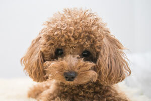 Toy Poodle