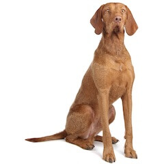 Vizsla