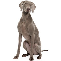 Weimaraner