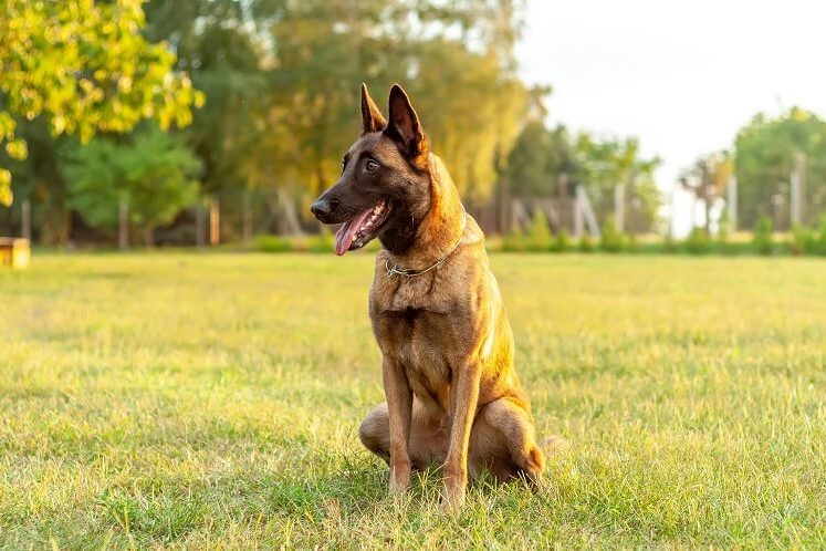 A Belgian Malinois