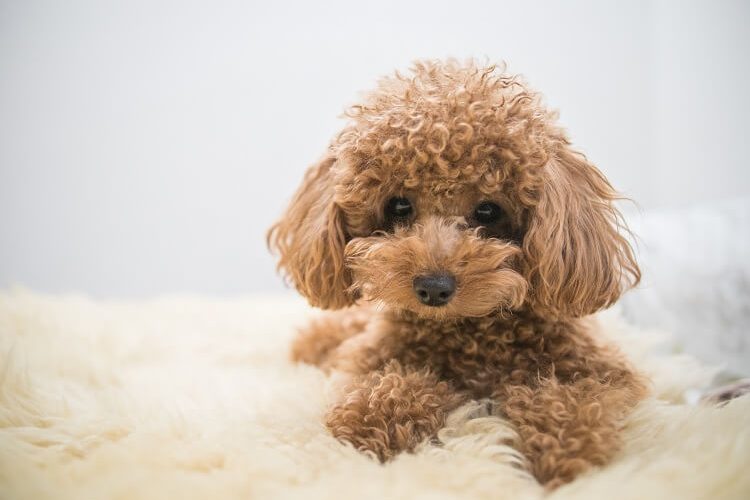 how long do bichon poodle dogs live