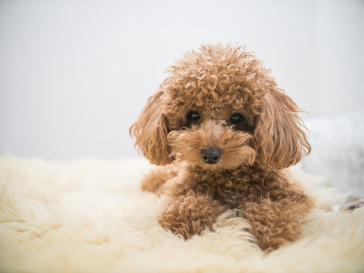 A Bichon Poodle