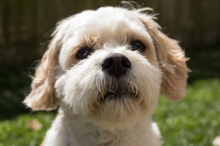 how often should i feed my cavachon puppy