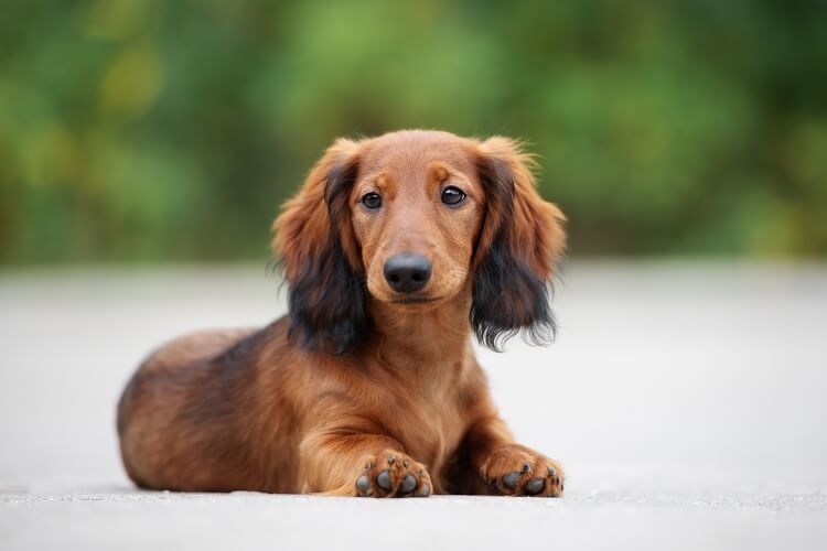 hairy sausage dog puppy