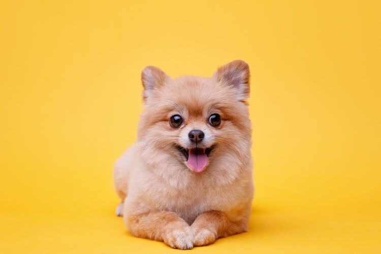 A Teacup Pomeranian