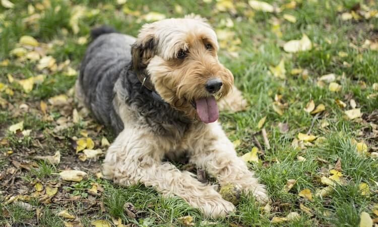 Airedale Shepherd