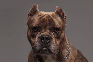 American Bully