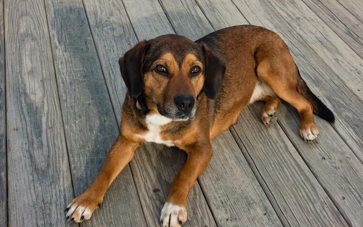 Beagle Shepherd