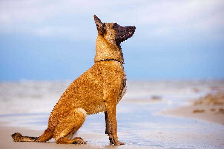 Belgian Malinois