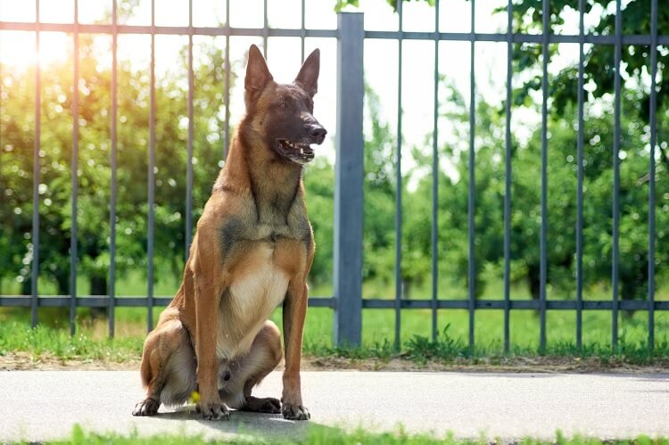 Belgian Malinois Dog