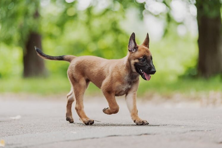 Belgian Malinois Puppy