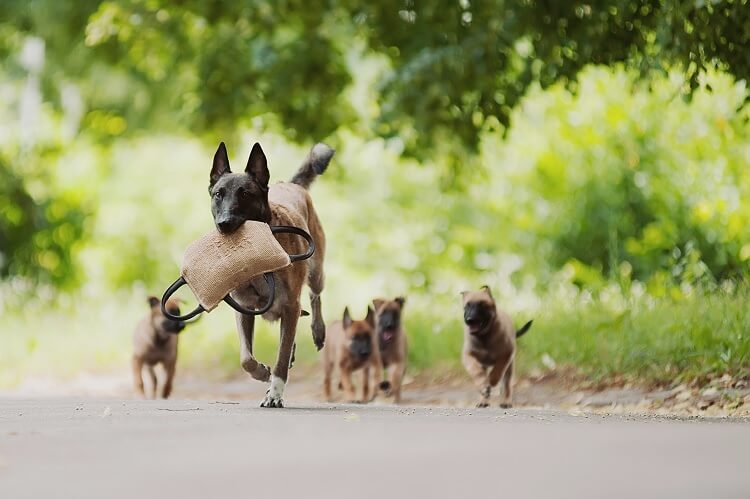 Belgian Malinois With Puppies