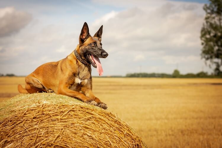 Bélgica Malinois trabalhando na quinta