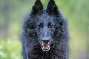 Belgian Sheepdog 