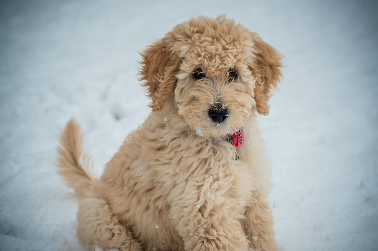 Bichon Frise Poodle Mix