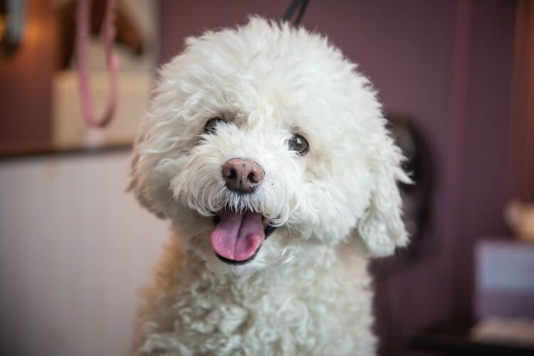 how long do bichon poodle dogs live