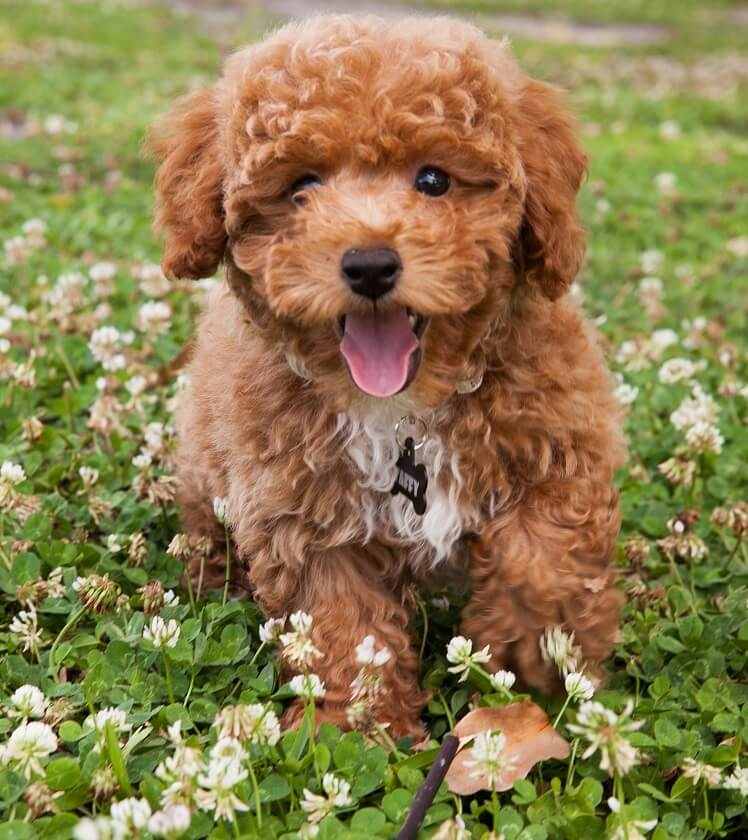 Bichon Poodle Mix Close Up