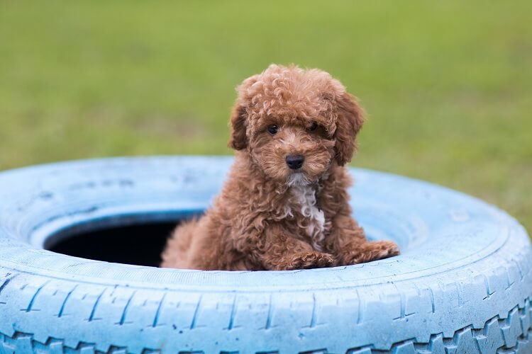 Bichon Poodle Mix