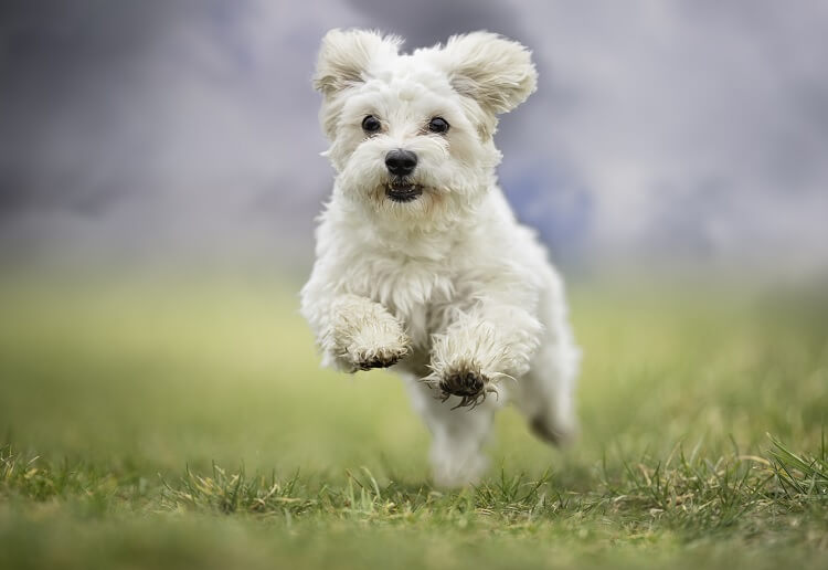 Bichon Poodle Running