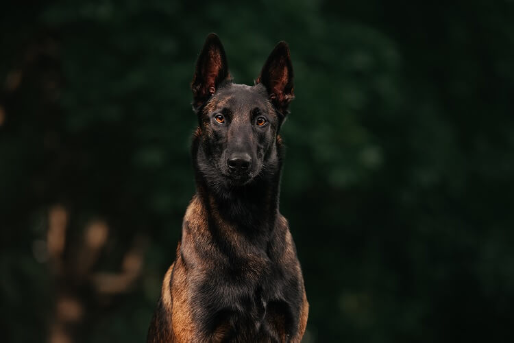 Black Belgian Malinois