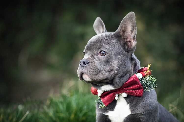 Bulldog Francês de Azul Vestido