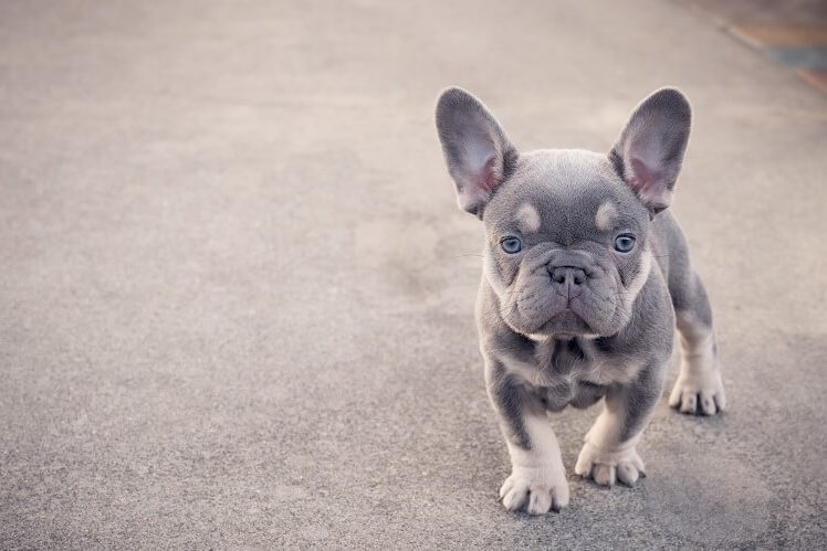 Frenchie blu