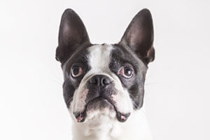 Boston Terrier