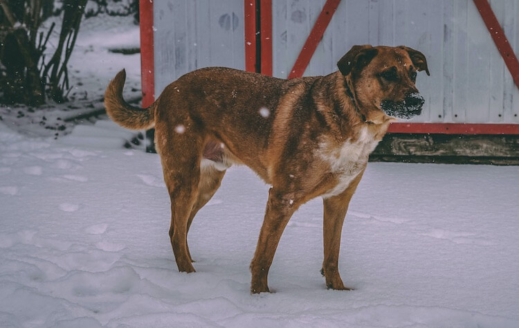 Boxer Shepherd