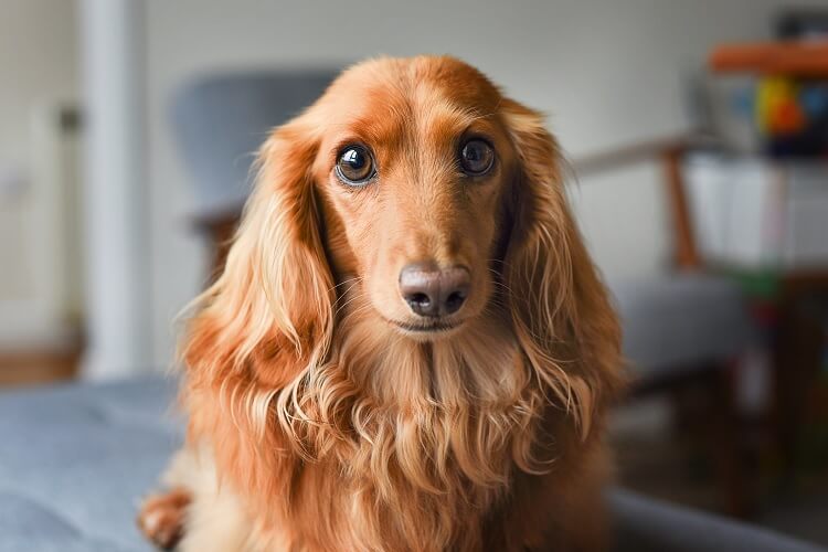 Brown Long Haired Dachshund Close Up