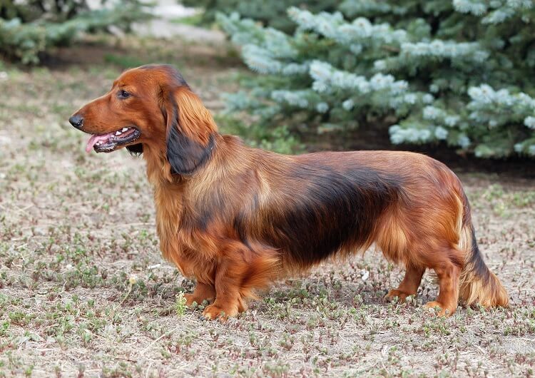 Brown Long Haired Dachshund