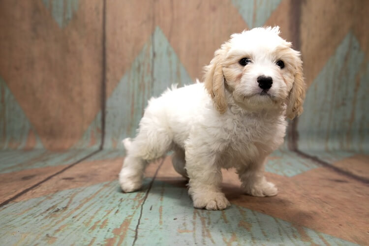 Cavachon