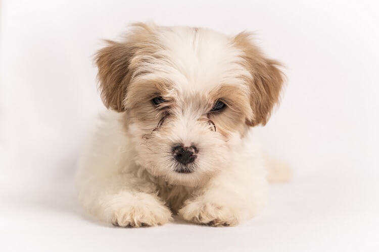 Cavachon Close Up