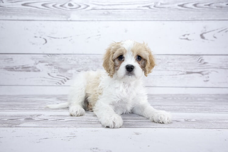 Cavachon Dog